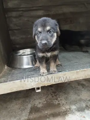 1-3 months Male Purebred German Shepherd
