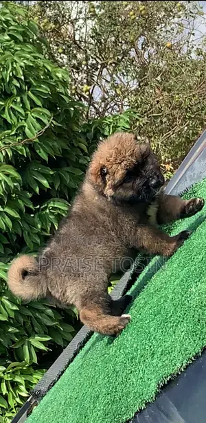 1-3 months Male Purebred Caucasian Shepherd