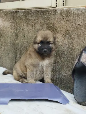1-3 months Male Purebred Caucasian Shepherd