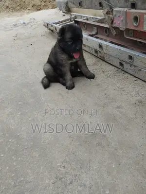 1-3 months Male Purebred Caucasian Shepherd