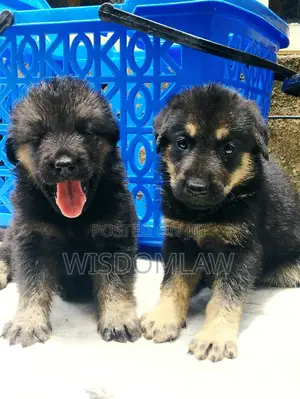 1-3 months Female Purebred German Shepherd