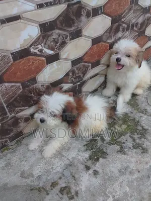 1-3 months Male Purebred Lhasa Apso