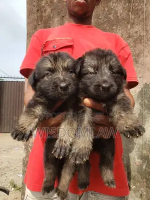 1-3 months Female Purebred German Shepherd