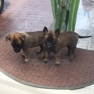 1-3 months Male Purebred Belgian Malinois