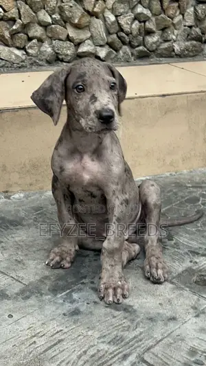1-3 months Male Purebred Great Dane