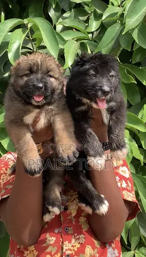 1-3 months Female Purebred Caucasian Shepherd