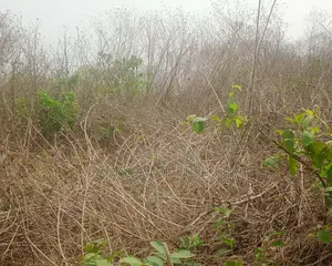 4000 Acres of Farmland at Moya, Ibarapa East Local Governt,Oyo State