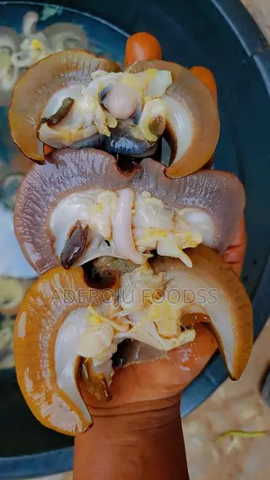 Export Standard Oven Dried Snail