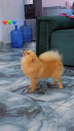Photo - 1+ year Male Purebred Pomeranian