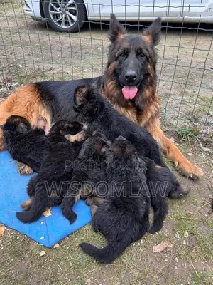 1-3 months Female Purebred German Shepherd