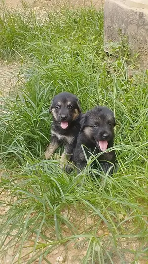1-3 months Female Purebred German Shepherd