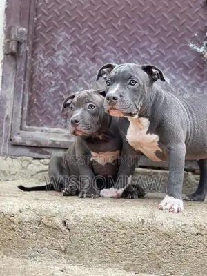 3-6 months Female Purebred American Bully