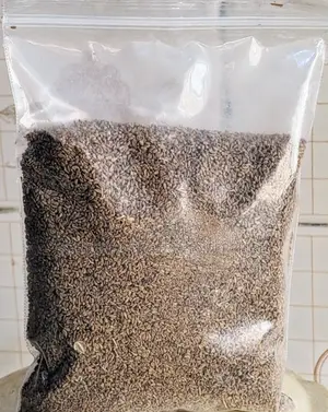 Ajwain Organic Seed Known As Carom.Qty 250g,100g Etc .