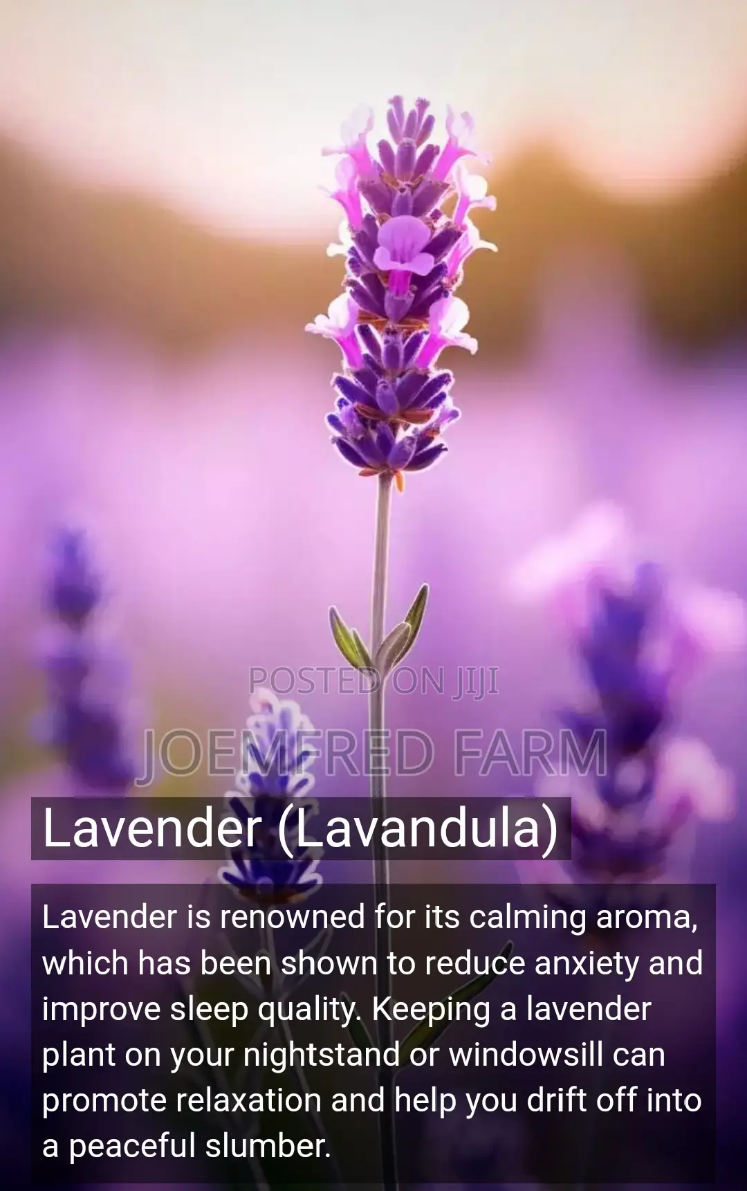 Lavender Seedling