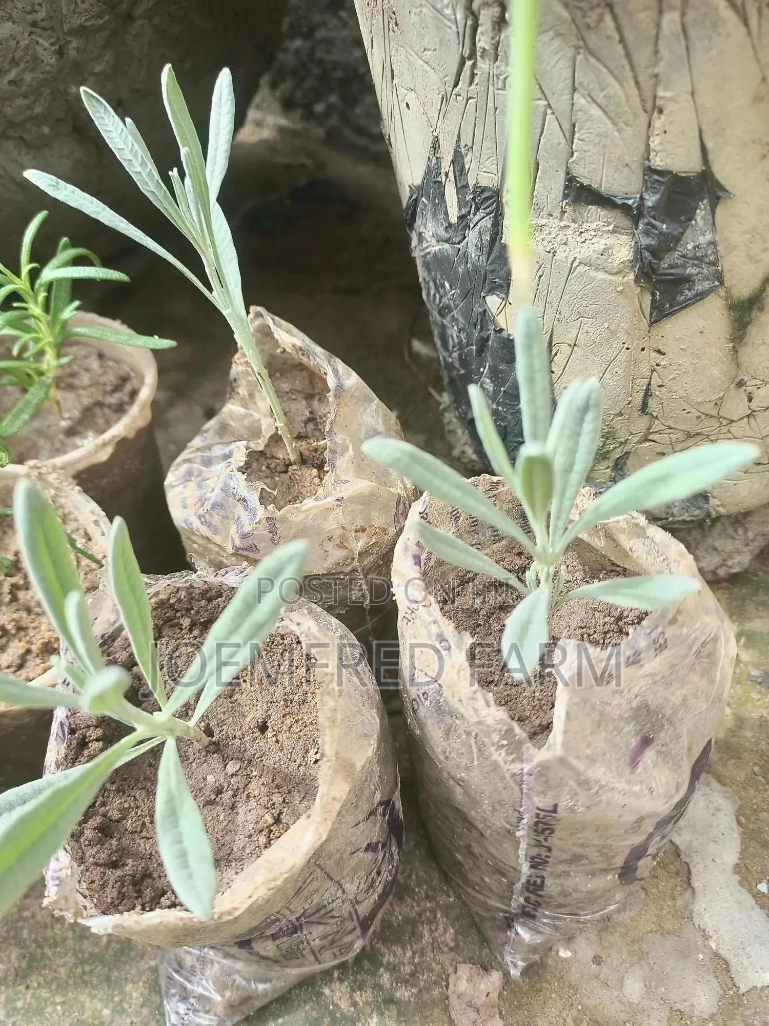 Lavender Seedling