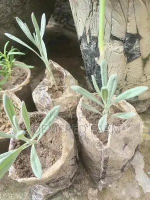 Lavender Seedling