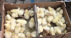 Pre Order Your Day Old Original Amo Chicken, Turkey