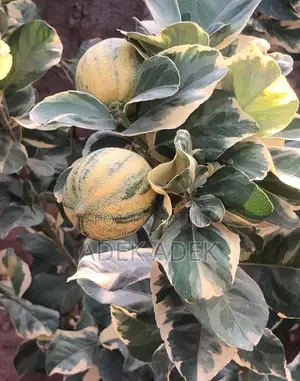 Hybrid Oranges, Lemons, Grapefruit, Tangerine Etc
