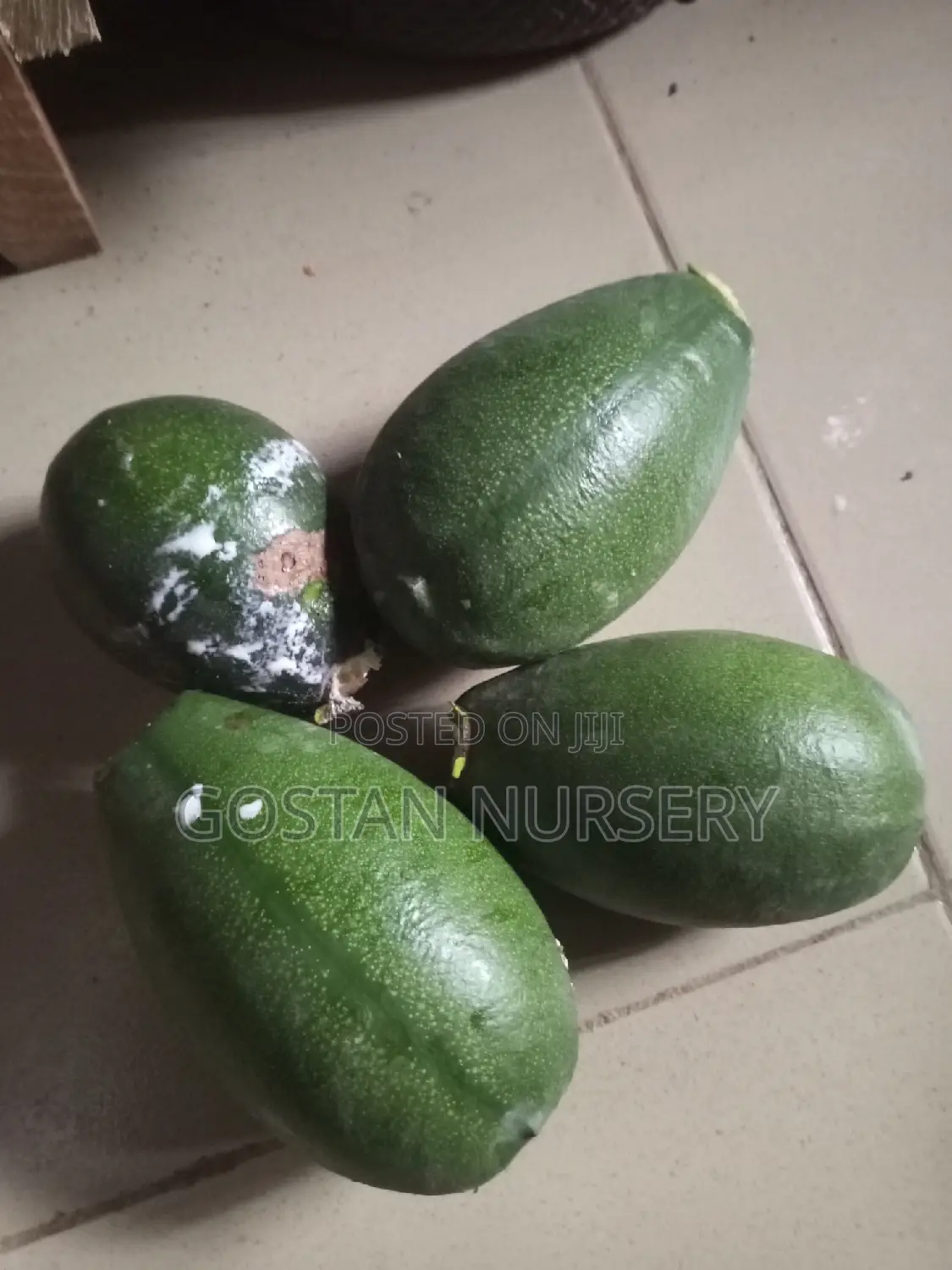 OSU Fruit and Seedlings Available