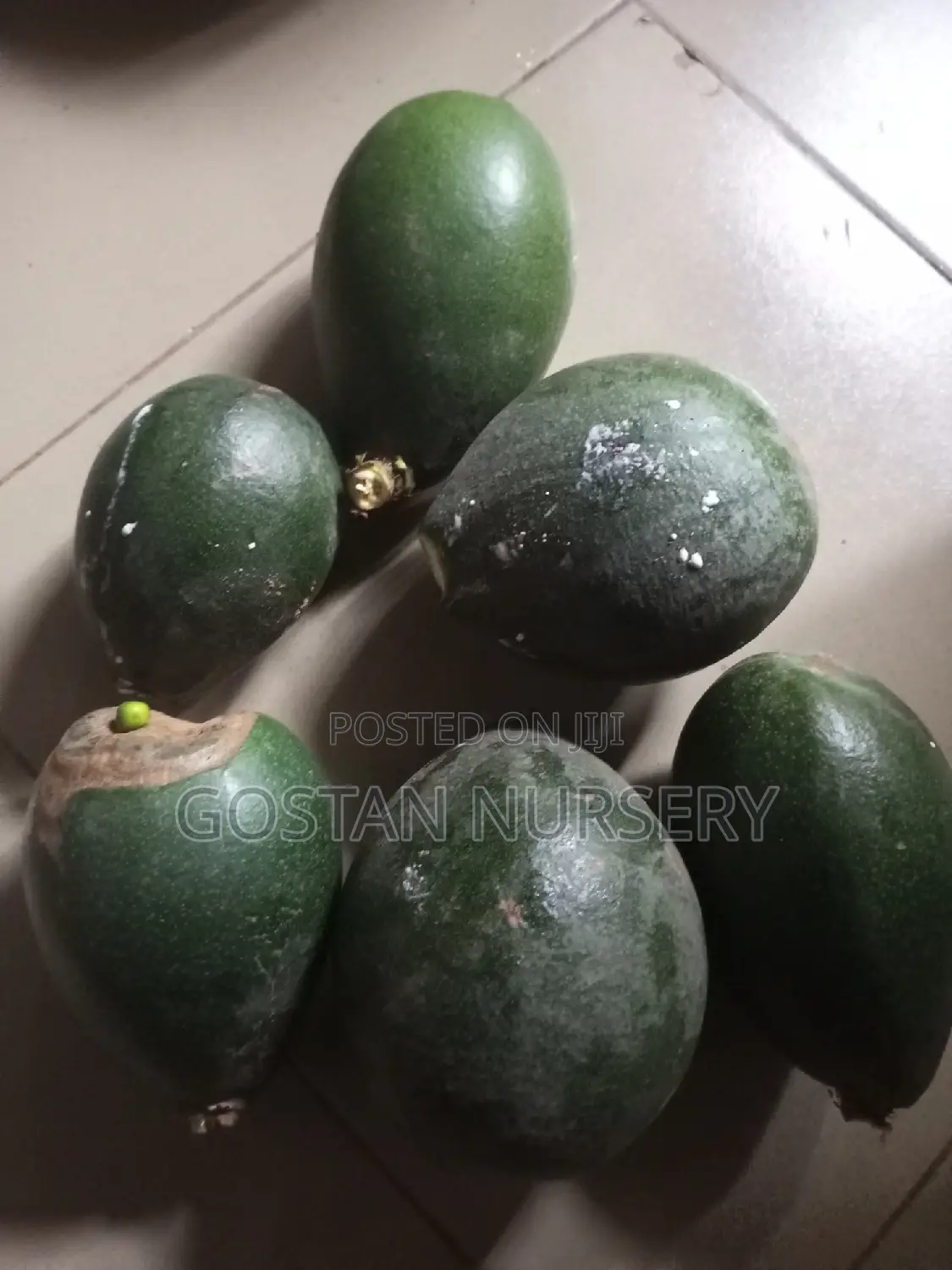 OSU Fruit and Seedlings Available