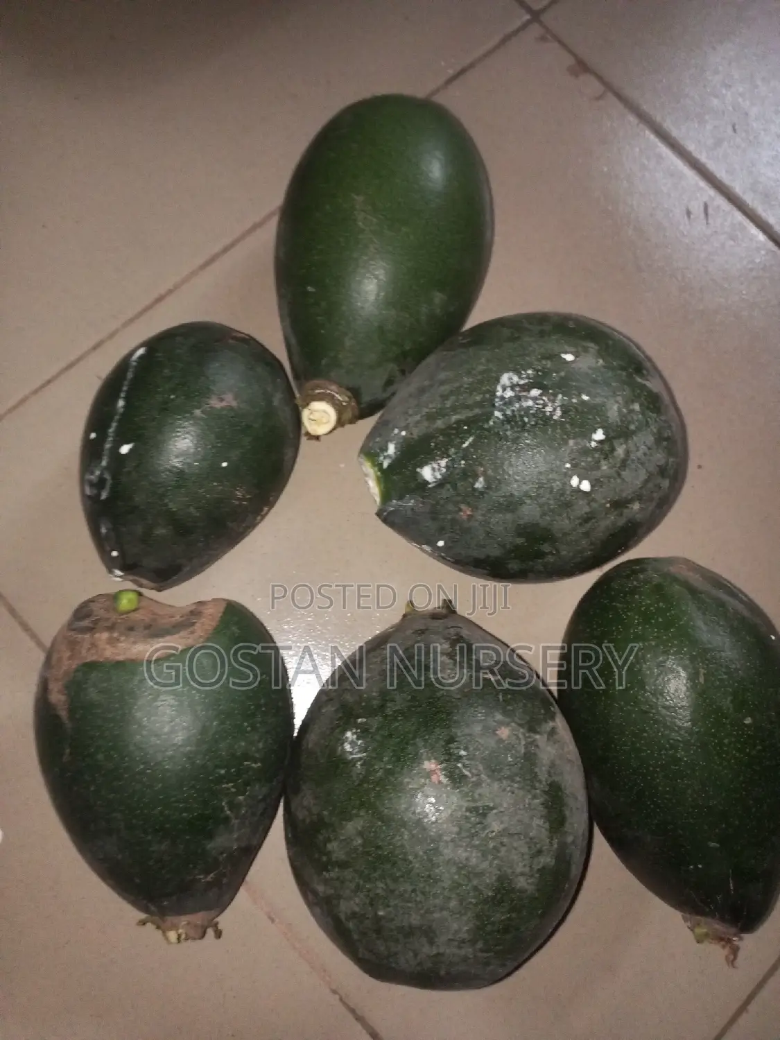 OSU Fruit and Seedlings Available
