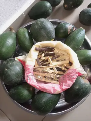 OSU Fruit and Seedlings Available