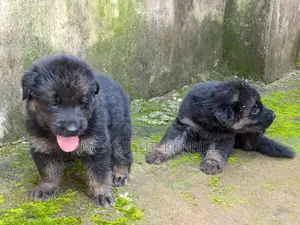 0-1 month Male Purebred German Shepherd