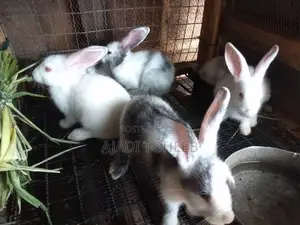 Toheeb Rabbitry