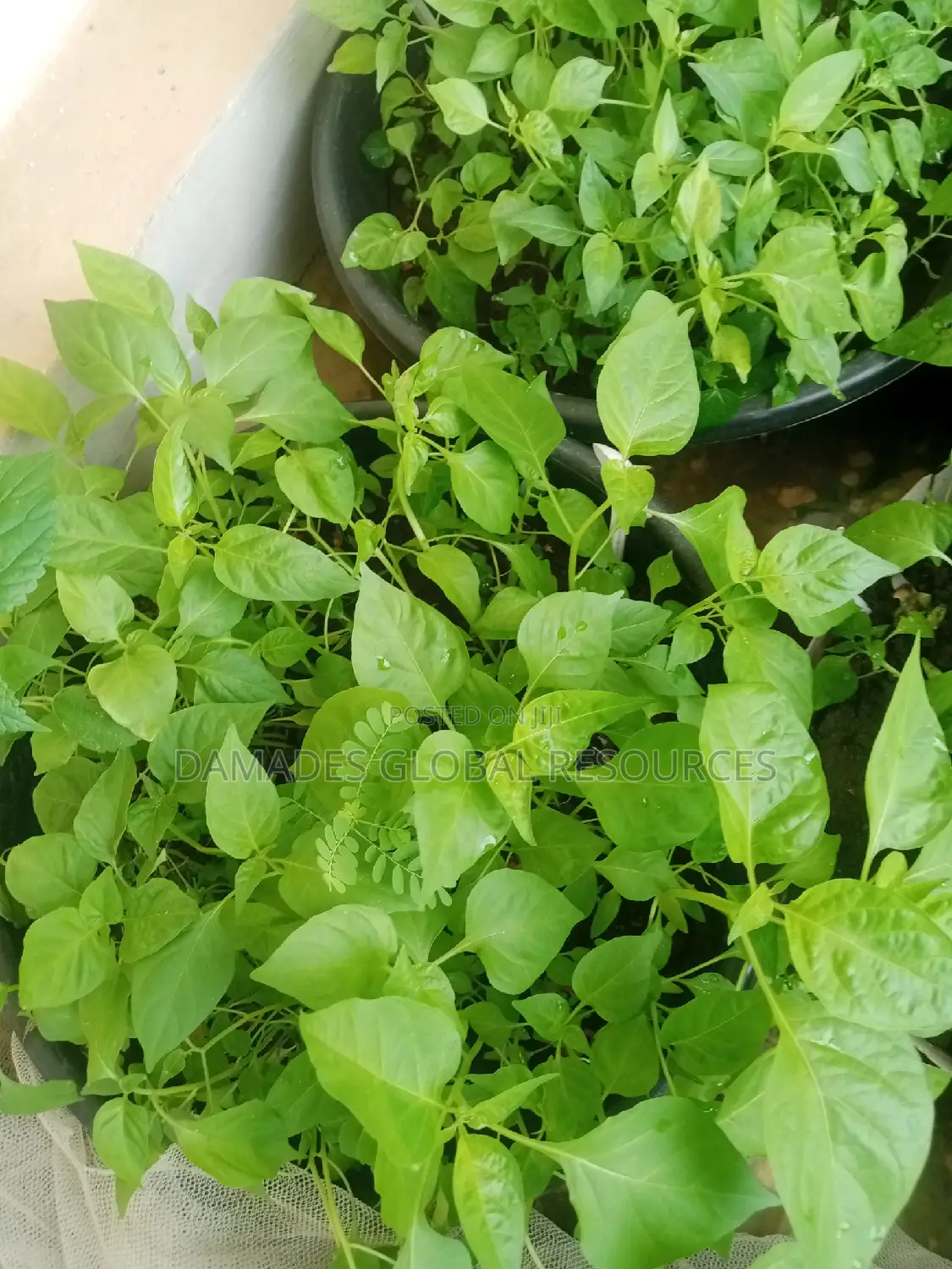 Hot Pepper (Rodo) Seedlings
