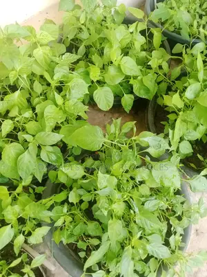 Hot Pepper (Rodo) Seedlings