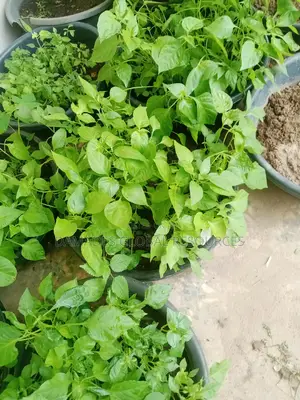 Hot Pepper (Rodo) Seedlings