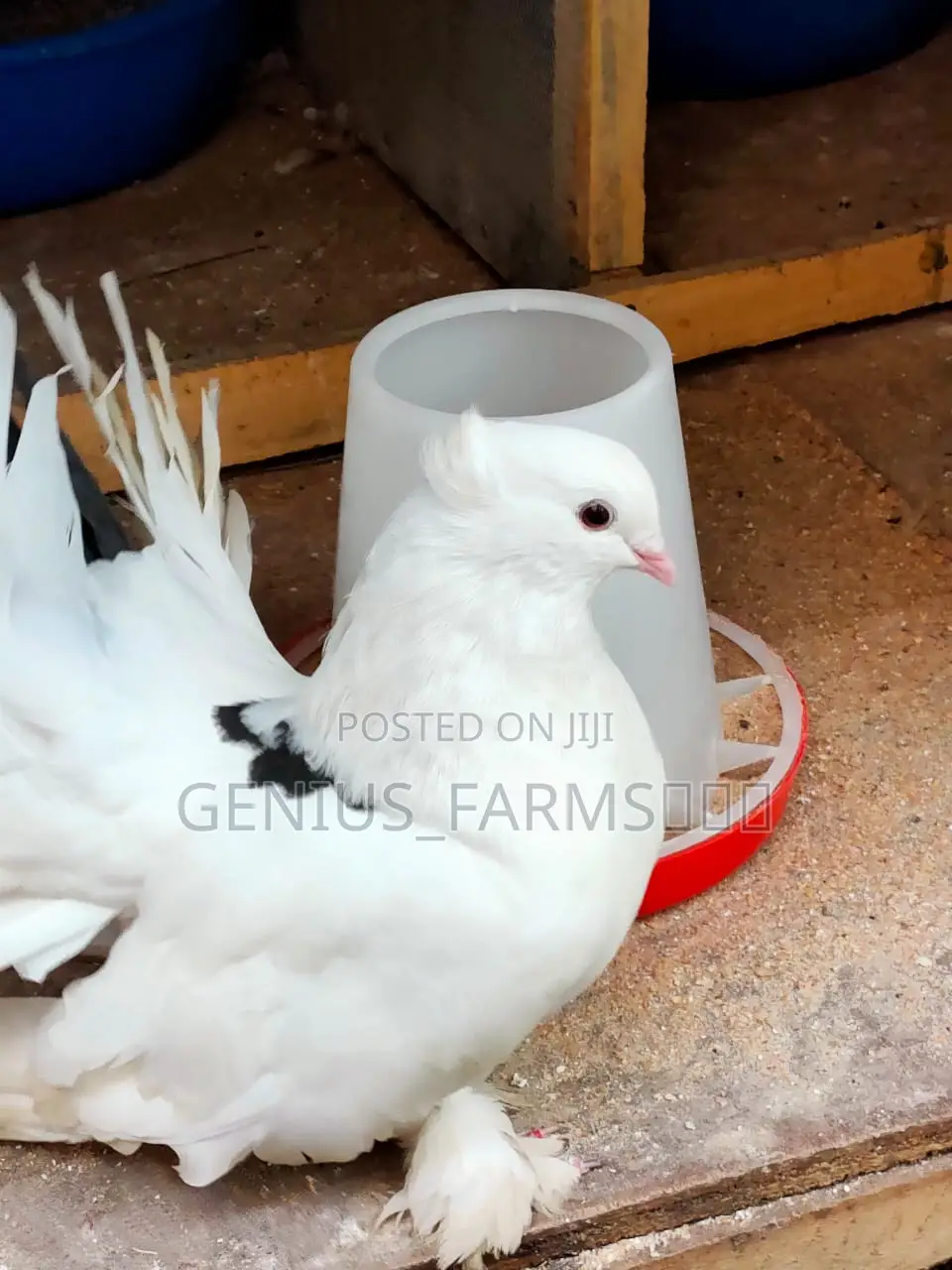 3 In 1 Exotic Pigeons