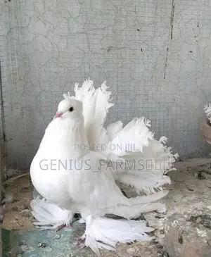 3 In 1 Exotic Pigeons