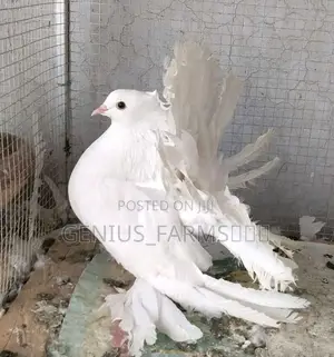 3 In 1 Exotic Pigeons