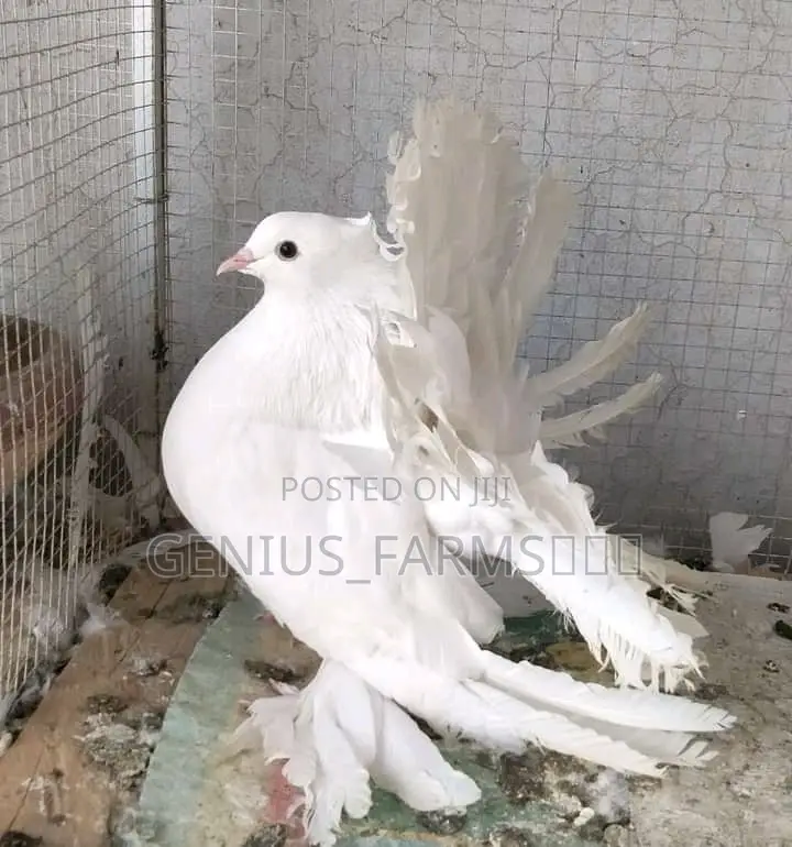 3 In 1 Exotic Pigeons