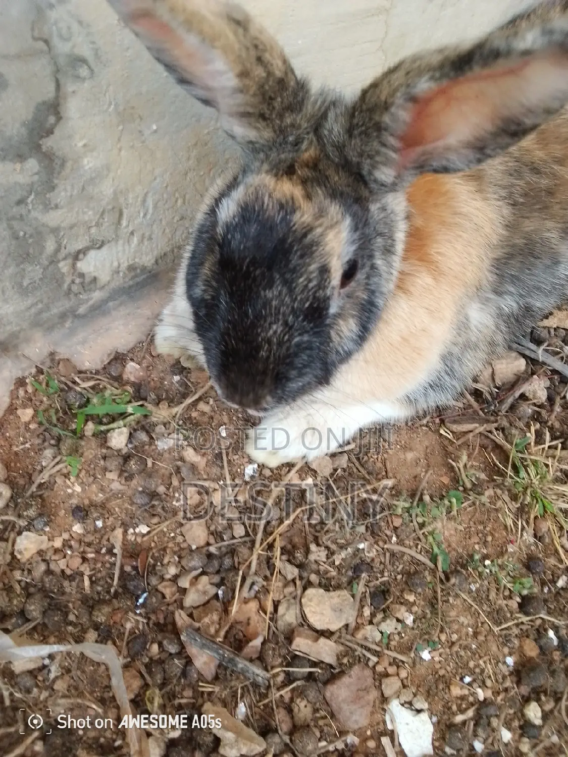 Rabbits Are Available