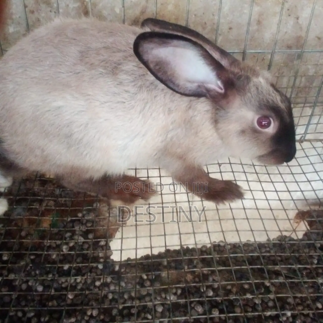 Rabbits Are Available
