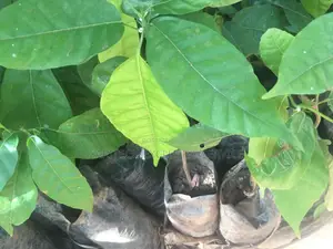 A Cocoa and Tangelo Nursery That Is Ready for Transplant