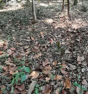 A 1000sqm Land Suitable for Development