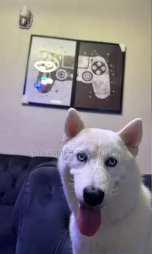 6-12 months Male Purebred Siberian Husky