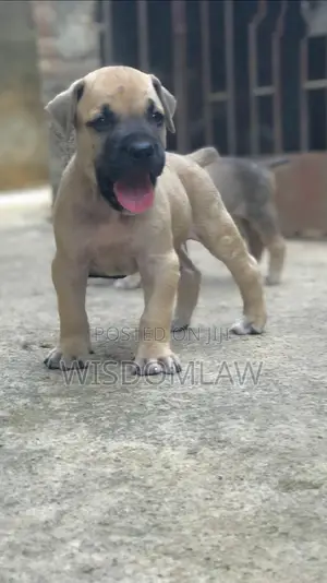 1-3 months Female Purebred Boerboel