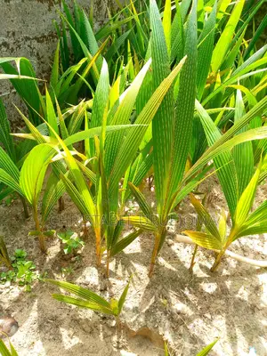 Sprouted Coconut Seedling