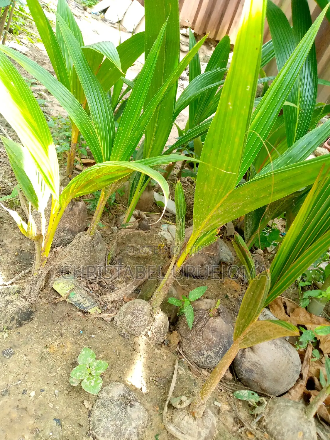 Coconut Seedling