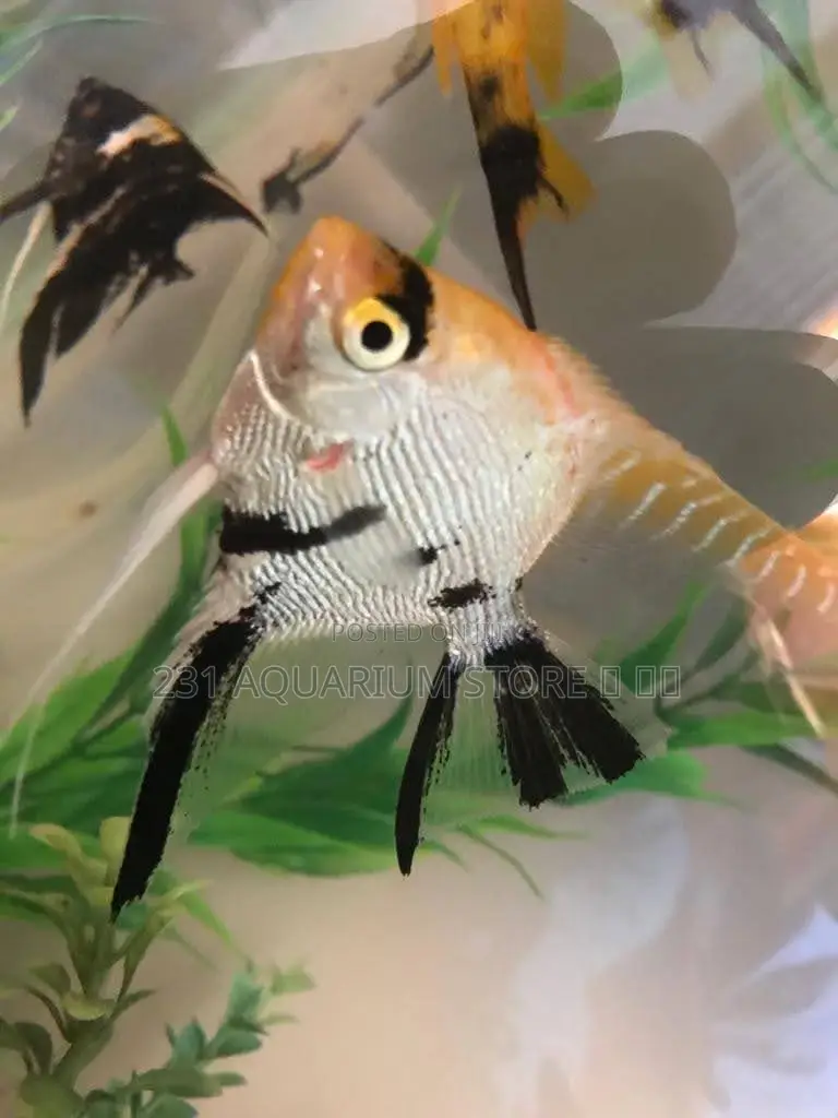 Tiger Angel Fish