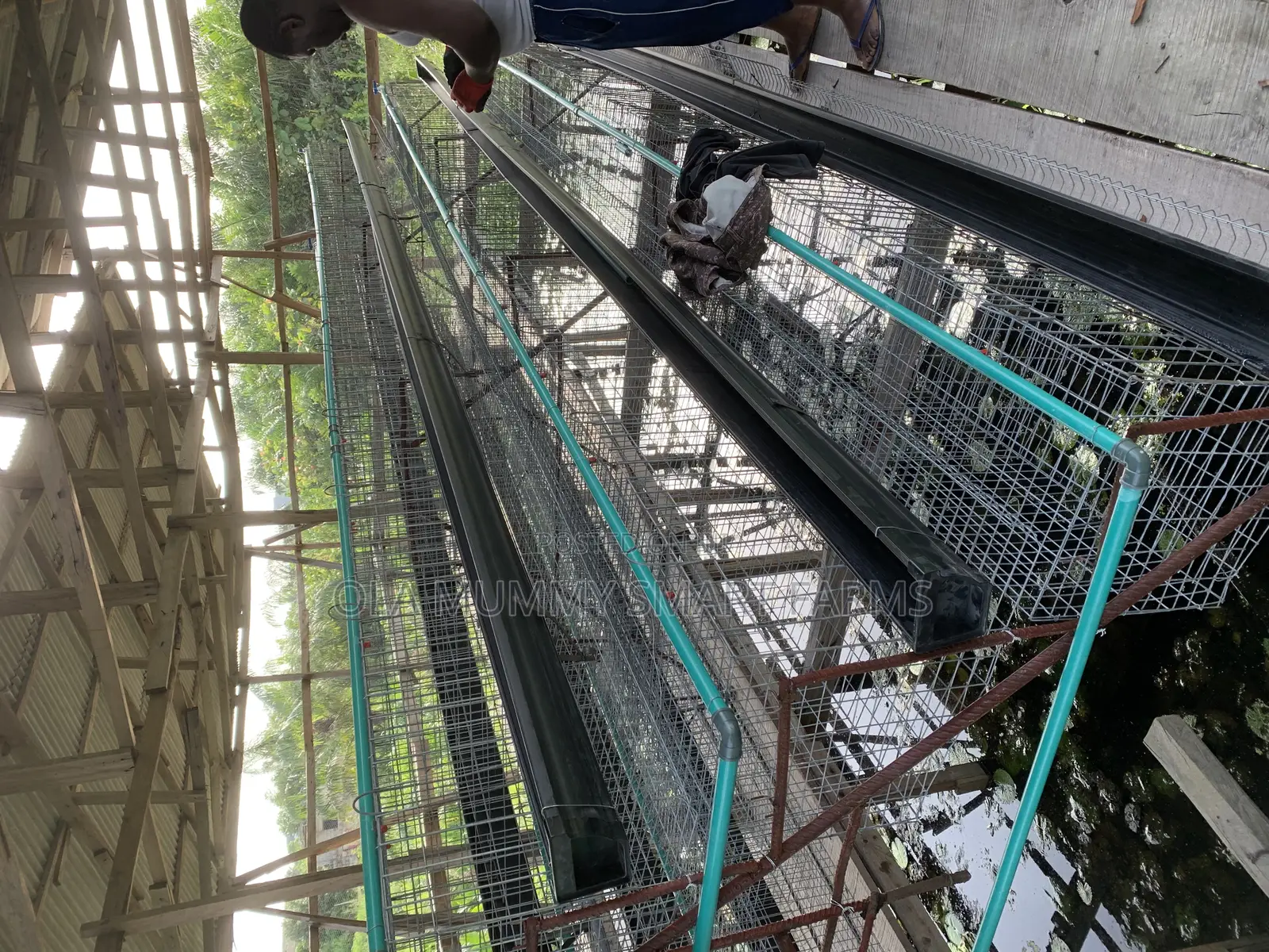Battery Cage for Layers