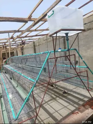 Layer’S Battery Cage 96 Capacity
