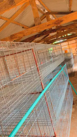 Layer’S Battery Cage 96 Capacity