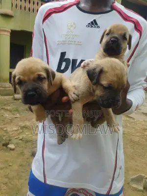 1-3 months Female Purebred Boerboel