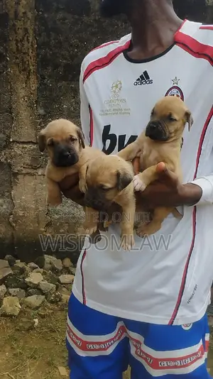 1-3 months Male Purebred Boerboel