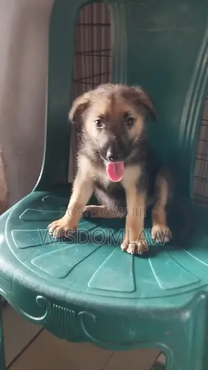 1-3 months Male Purebred German Shepherd